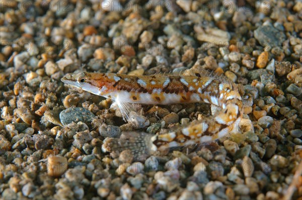 Pavlenkos snake bleonny (Lumpenopsis pavlenkoi Soldatov)