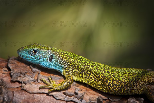 Eastern Green Lizard (Lacerta viridis)