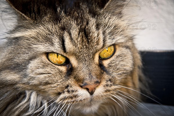 Norwegian Forest Cat