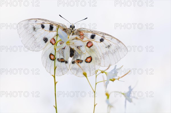 Apollo or Mountain Apollo (Parnassius apollo) butterfly sitting on a grass lily