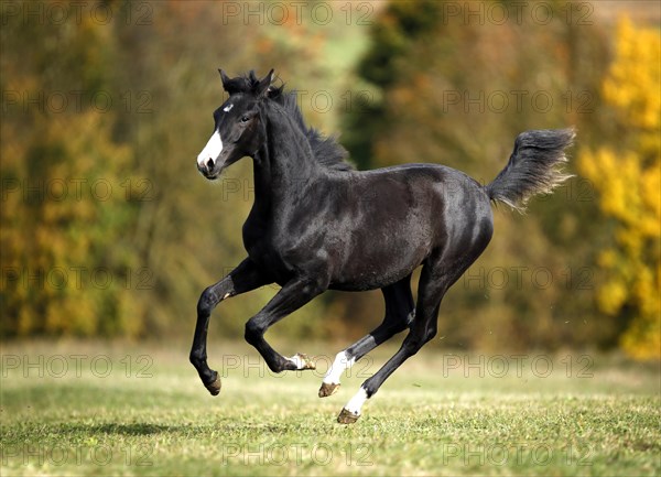 Black Wuerttemberg foal