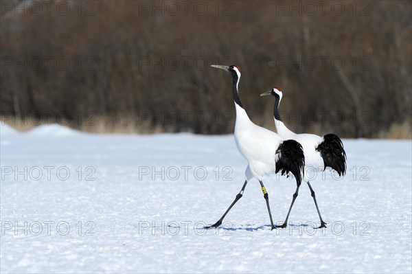 A pair of Red-crowned Cranes