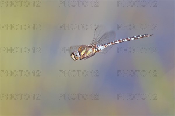 Migrant Hawker (Aeshna mixta) in flight