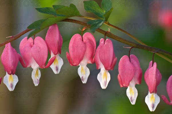 Bleeding Heart (Lamprocapnos spectabilis)