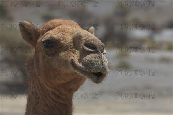 Dromedary (Camelus dromedarius)