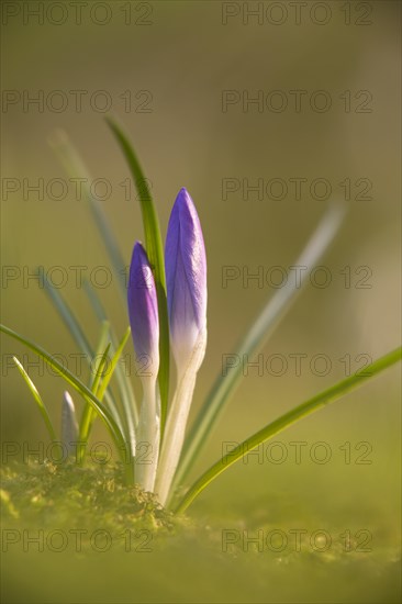 Crocus (Crocus sp.)