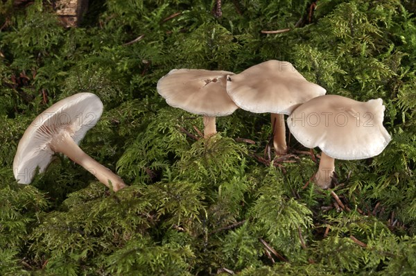 Oak-loving Collybia (Gymnopus dryophilus)