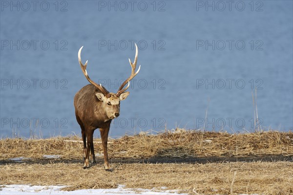 Hokkaido sika deer