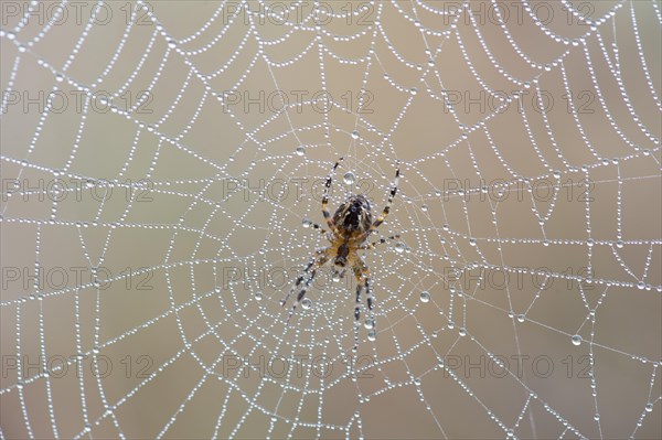 Garden Spider or Cross Orbweaver (Araneus diadematus) sitting on a net with morning dew