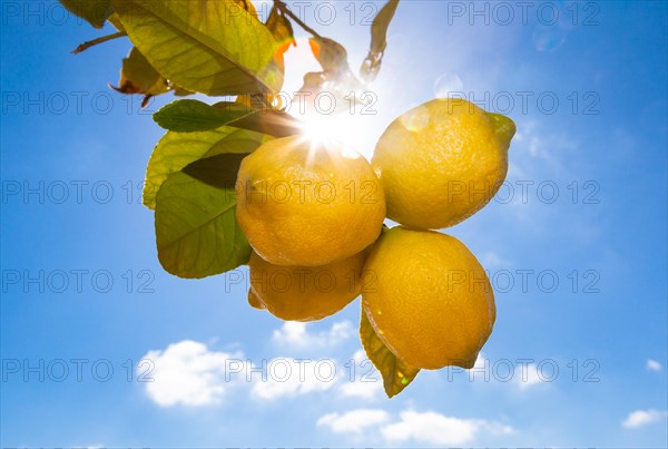 Lemons hanging on a tree