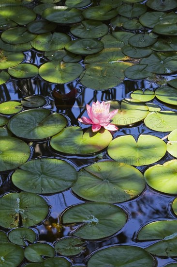 Pink and yellow Water Lily (Nymphaea) on the surface of a pond