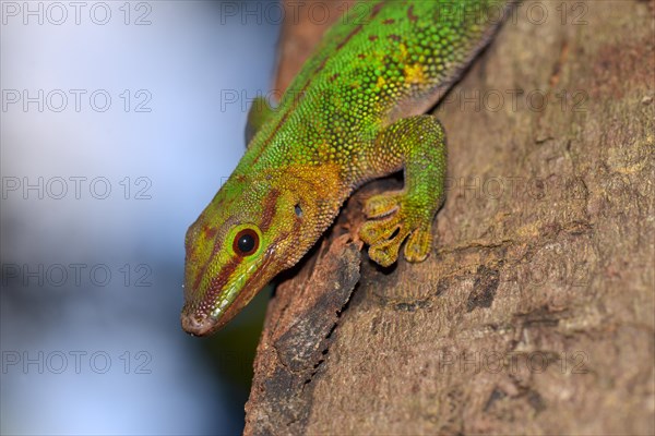 Boehme's Day Gecko (Phelsuma boehmi)