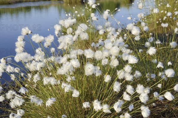 Cottongrass (Eriophorum sp.)