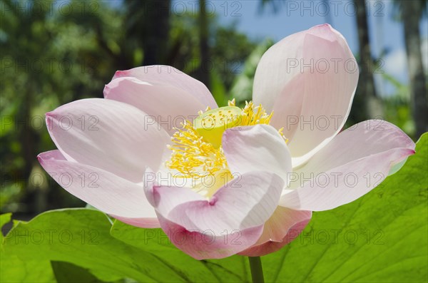 Lotus or Indian Lotus (Nelumbo nucifera)