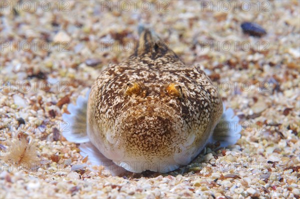 Atlantic stargazer (Uranoscopus scaber)