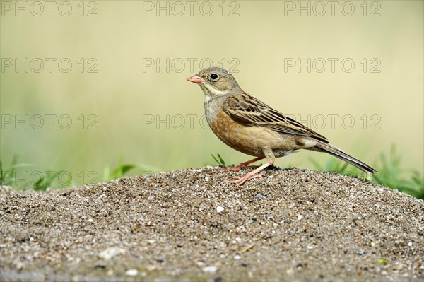 Ortolan Bunting (Emberiza hortulana)