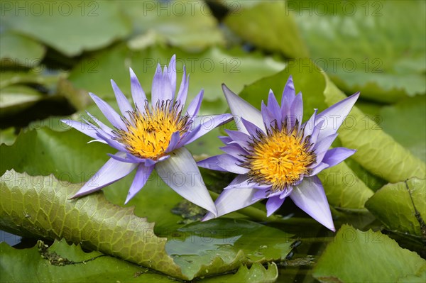 Giant water lilies (Nymphaea gigantea)