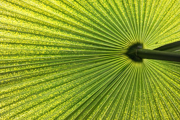 Chinese Windmill Palm (Trachycarpus fortunei)