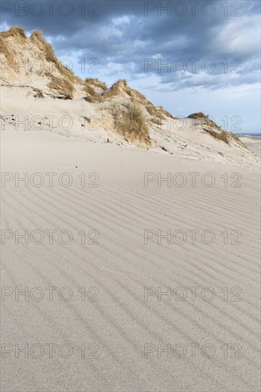 Dune with beachgrass