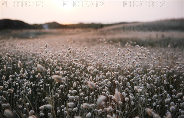 Flowering marram grass in the evening light
