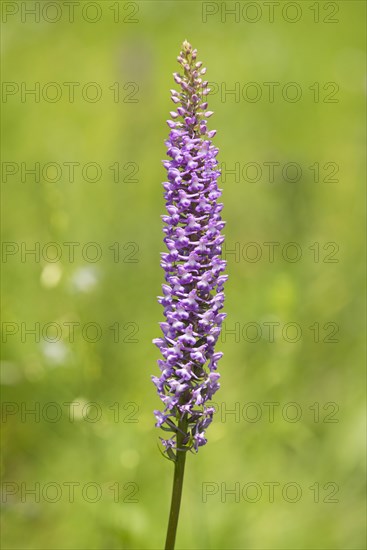 Large Fragrant Orchid (Gymnadenia conopsea)