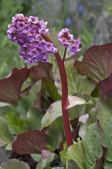 Heartleaf Bergenia (Bergenia cordifolia)