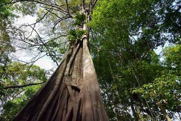 Jungle giant in the Varzea forests