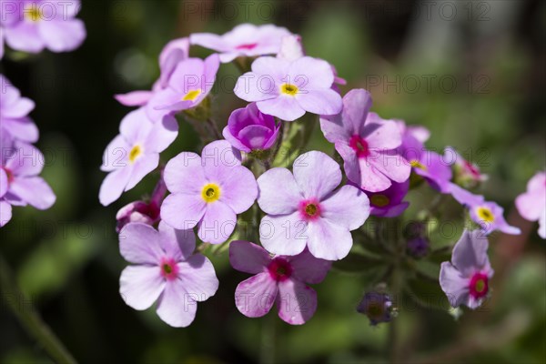 Himalaya Dwarf Man's Shield (Androsace sempervivoides)