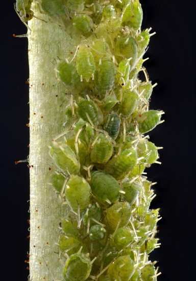 Colony of small Permanent Currant Aphids (Aphidula schneideri)