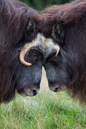 Musk Oxen (Ovibos moschatus) in Skandinavisk Dyrepark or Scandinavian Wildlife Park