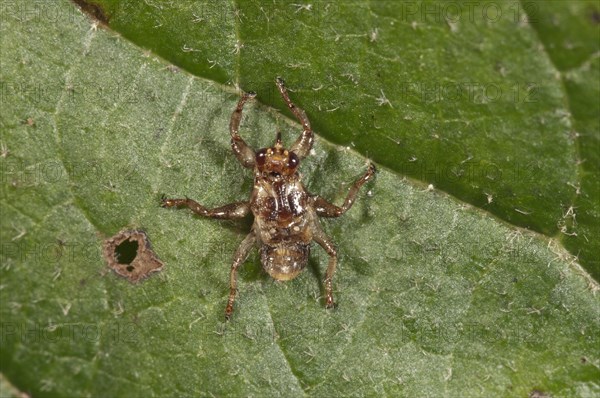 Deer Ked or Deer Fly (Lipoptena cervi) without wings