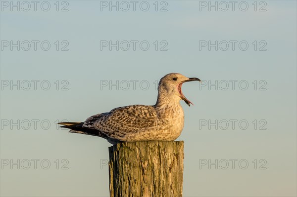 Herring Gull or European Herring Gull (Larus argentatus)