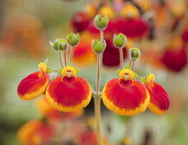 Calceolaria