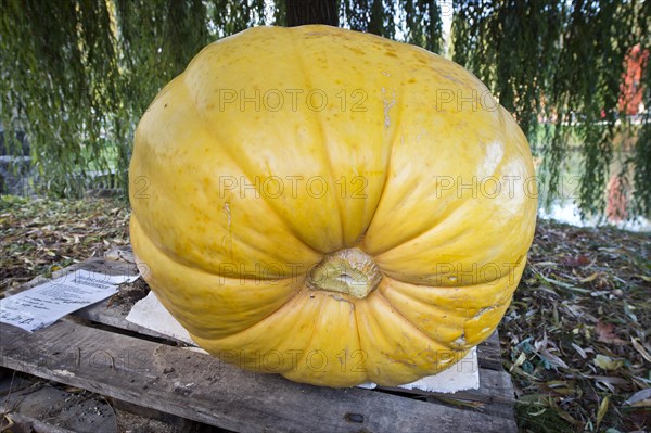 Yellow pumpkin (Cucurbita)