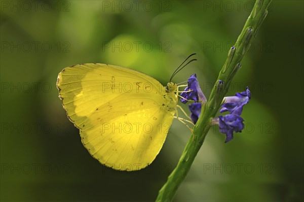 Common Emigrant or Lemon Emigrant (Catopsilia pomona)