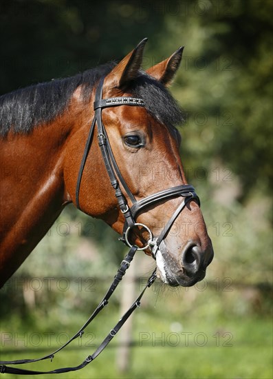 Holsteiner horse