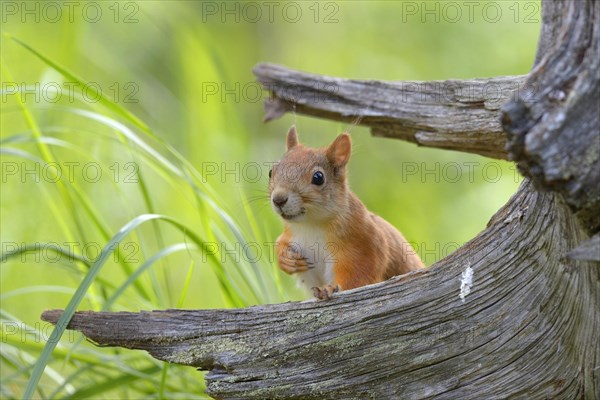 Eurasian Red Squirrel (Sciurus vulgaris) looks curiously out from behind an old pine stump