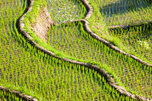 Rice fields