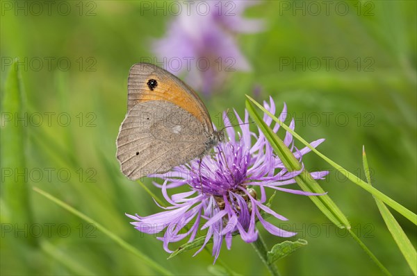 Small Heath butterfly (Coenonympha pamphilus)