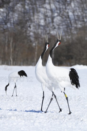 Red-crowned Cranes