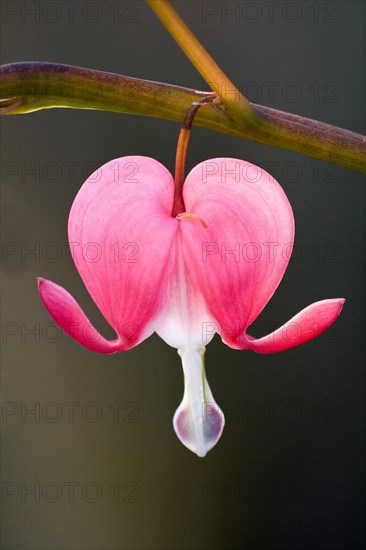 Bleeding Heart (Lamprocapnos spectabilis)