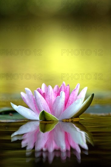 Water lily (Nymphaea sp.)