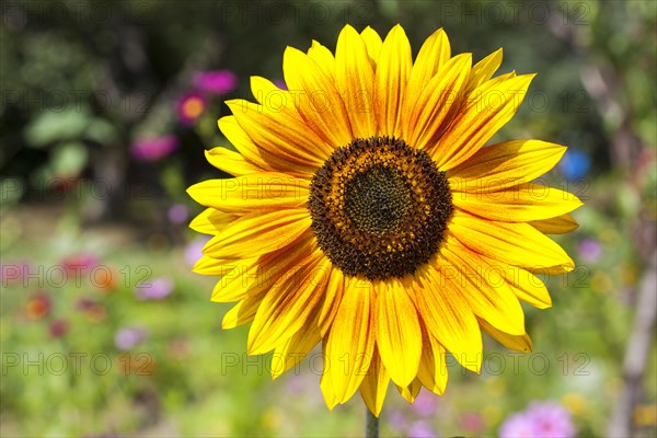 Inflorescence of a Sunflower (Helianthus annuus)