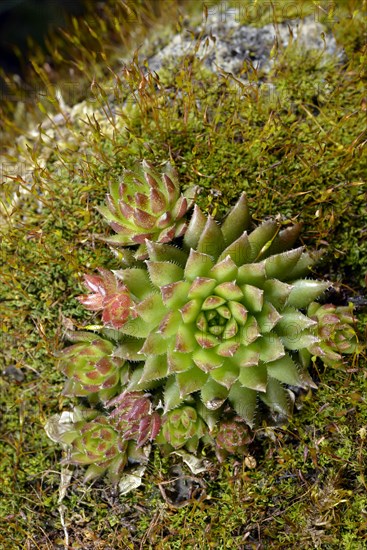 Limestone houseleek (Sempervivum calcareum)