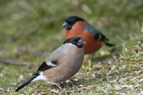 Bullfinch or Eurasian Bullfinch (Pyrrhula pyrrhula)