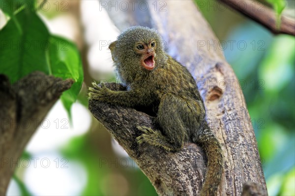 Pygmy Marmoset (Cebuella pygmaea)