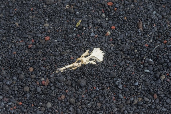 Skull of a Chinstrap Penguin (Pygoscelis antarctica)