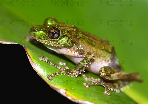 Mossy Yellow Green Frog (Spinomantis aglavei)