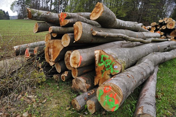 Felled beech trees (Fagus)