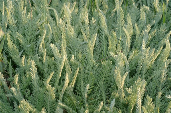 Wormwood (Artemisia sp.)